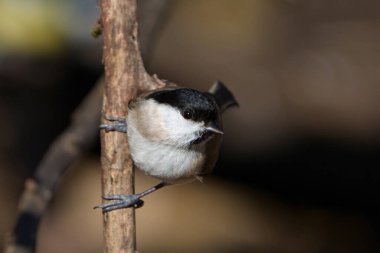 Marsh tit (Poecile palustris) in its natural enviroment