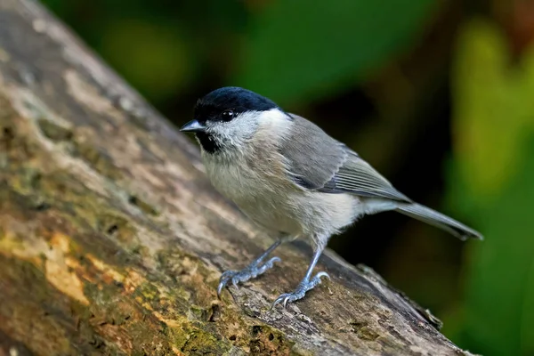 Marsh tit in its natural enviroment