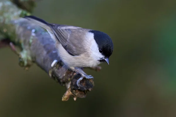 Marsh Tit Poecile Palustris Its Natural Enviroment — Stock Photo, Image