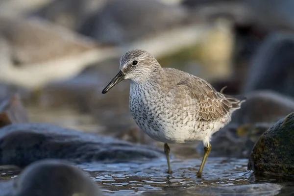 Doğal ortamında kırmızı düğüm (Calidris canutus)