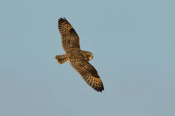 Short Eared Owl Asio Flammeus Its Natural Environment — Foto Stock