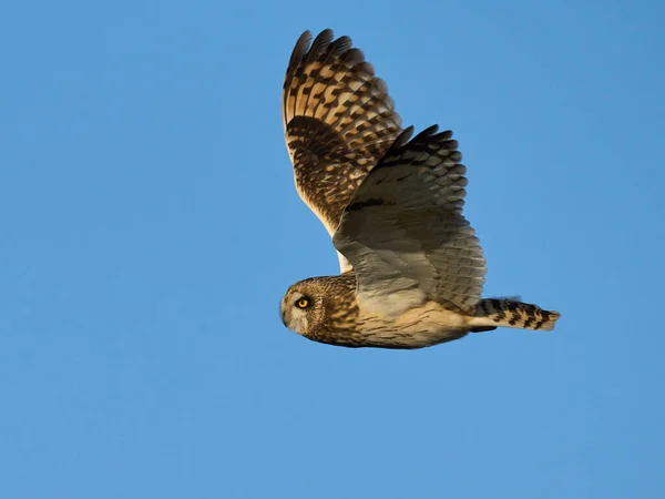 Hibou Des Marais Asio Flammeus Dans Son Environnement Naturel — Photo