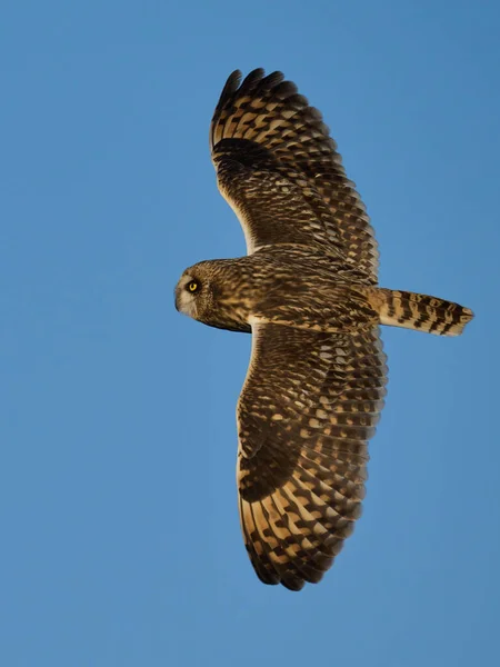 Hibou Des Marais Asio Flammeus Dans Son Environnement Naturel — Photo