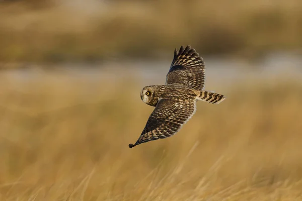 Short Eared Owl Asio Flammeus Its Natural Environment — Stock Photo, Image