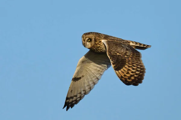 Hibou Des Marais Asio Flammeus Dans Son Environnement Naturel — Photo