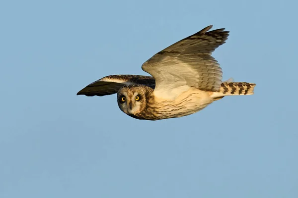Short Eared Owl Asio Flammeus Its Natural Environment — 图库照片