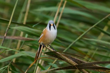 Danimarka 'daki doğal ortamında sakallı sazanlar.
