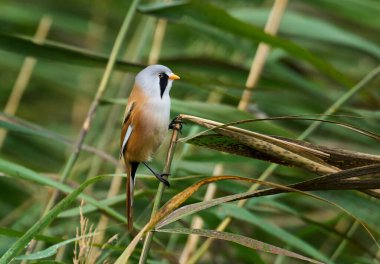 Danimarka 'daki doğal ortamında sakallı sazanlar.