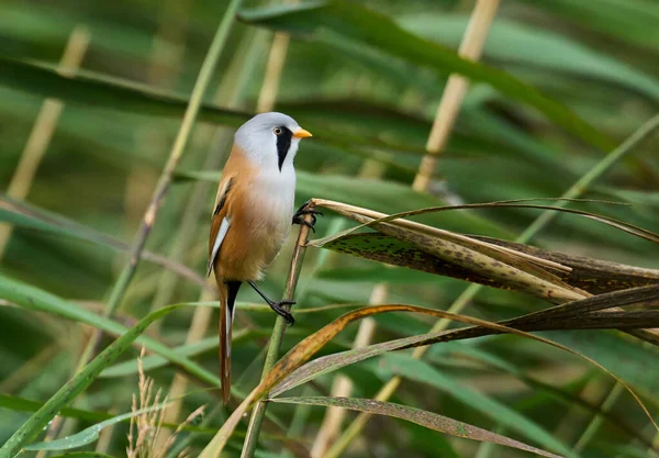 Danimarka 'daki doğal ortamında sakallı sazanlar.
