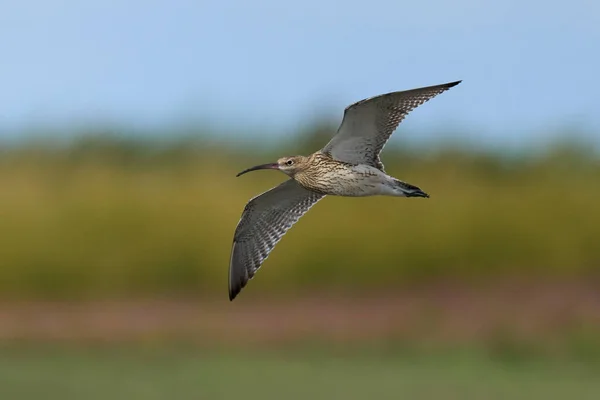 Euraziatische Wulp Numenius Arquata Zijn Natuurlijke Omgeving — Stockfoto