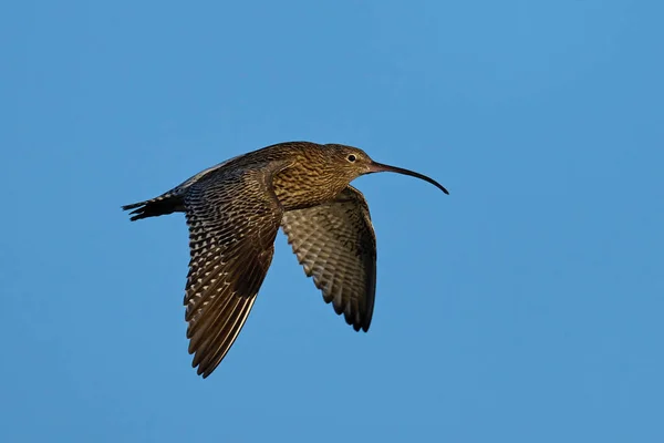 Eurasian Curlew Numenius Arquata Its Natural Environment — стокове фото