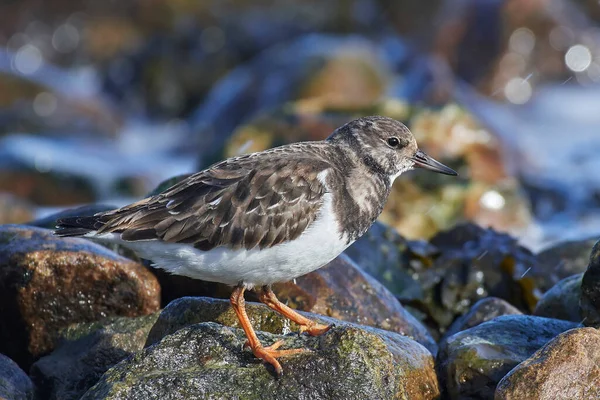 Purple Sandpiper Its Natural Habitat Sea — Stockfoto