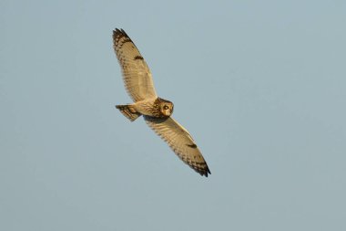 Kısa kulaklı baykuş (Asio flammeus) doğal ortamında