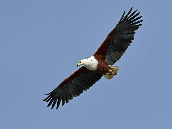 African Fish Eagle Haliaeetus Vocifer Flight Blue Skies Background — Stok fotoğraf