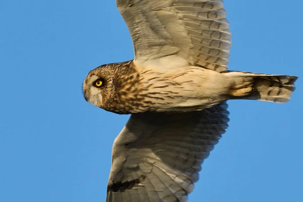 Короткоухая Сова Asio Flammeus Своей Природной Среде — стоковое фото