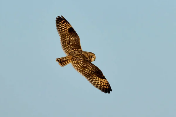 Short Eared Owl Asio Flammeus Its Natural Environment — Stock Photo, Image