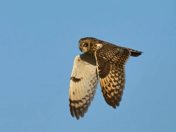 自然環境における耳の短いフクロウ Asio Flammeus — ストック写真