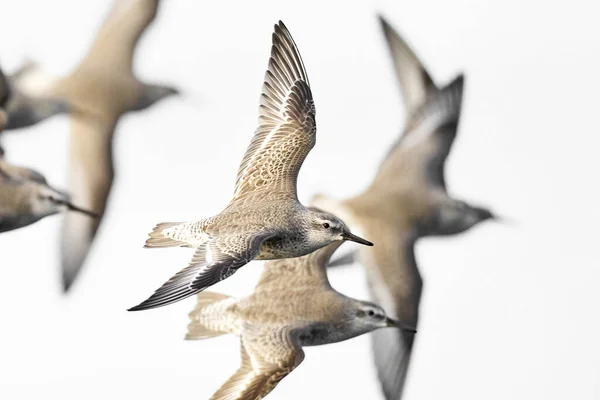 Red Knot Calidris Canutus Its Natural Environment — Stock Photo, Image