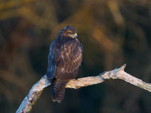 Common Buzzard Its Natural Enviroment Denmark — Stock Photo, Image