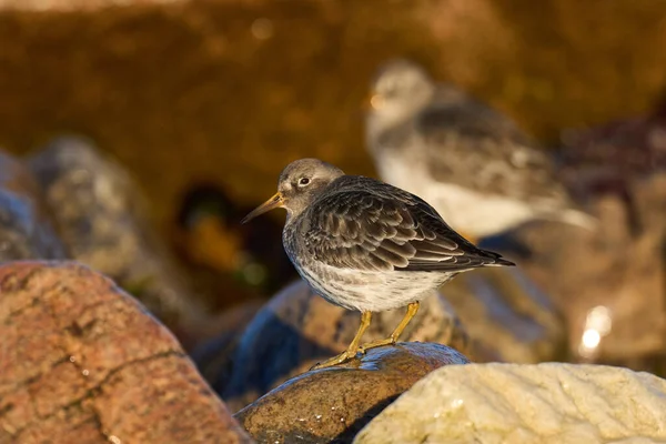 Paarse Zandloper Calidris Maritima Zijn Natuurlijke Omgeving — Stockfoto