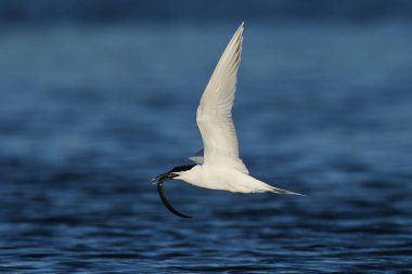 Sandviç kabuğu Danimarka 'daki doğal ortamında.
