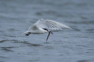 Sandviç kabuğu Danimarka 'daki doğal ortamında.