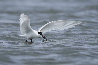 Sandviç kabuğu Danimarka 'daki doğal ortamında.