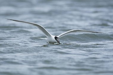 Sandviç kabuğu Danimarka 'daki doğal ortamında.
