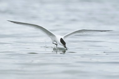 Sandviç kabuğu Danimarka 'daki doğal ortamında.