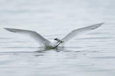 Sandviç kabuğu Danimarka 'daki doğal ortamında.