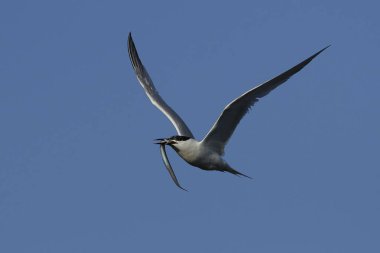 Sandviç kabuğu Danimarka 'daki doğal ortamında.