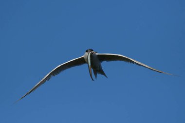 Sandviç kabuğu Danimarka 'daki doğal ortamında.
