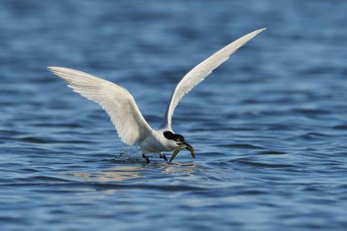 Sandviç kabuğu Danimarka 'daki doğal ortamında.