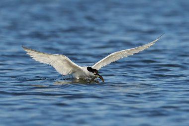 Sandviç kabuğu Danimarka 'daki doğal ortamında.
