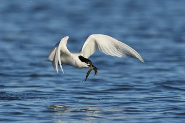 Sandviç kabuğu Danimarka 'daki doğal ortamında.