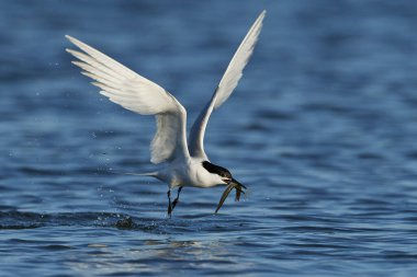 Sandviç kabuğu Danimarka 'daki doğal ortamında.
