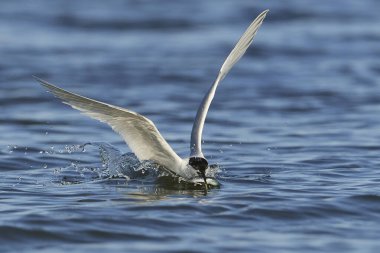 Sandviç kabuğu Danimarka 'daki doğal ortamında.