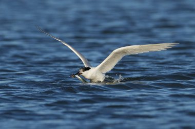 Sandviç kabuğu Danimarka 'daki doğal ortamında.