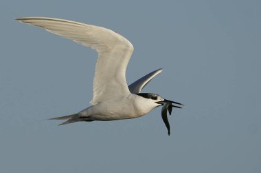 Sandviç kabuğu Danimarka 'daki doğal ortamında.