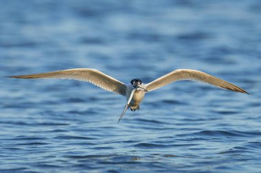 Sandviç kabuğu Danimarka 'daki doğal ortamında.