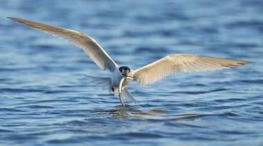 Sandviç kabuğu Danimarka 'daki doğal ortamında.