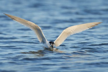 Sandviç kabuğu Danimarka 'daki doğal ortamında.