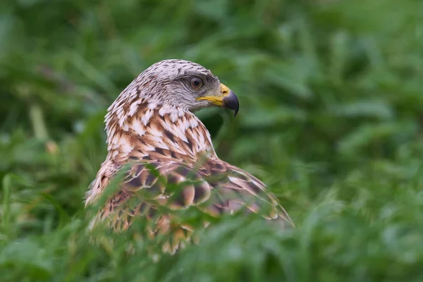 Červený Drak Milvus Milvus Svém Přirozeném Prostředí — Stock fotografie