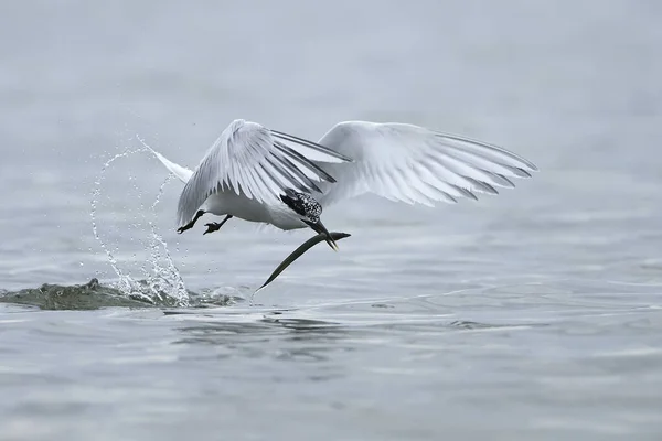 Sandwich Tern Its Natural Habitat Denmark — Stock Photo, Image