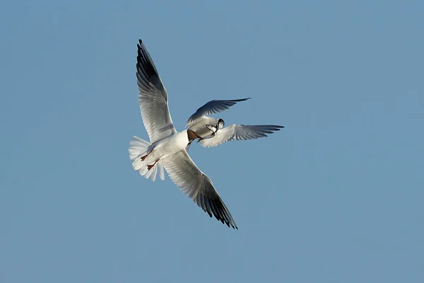 Sandwich Tern Sin Naturliga Miljö Danmark — Stockfoto