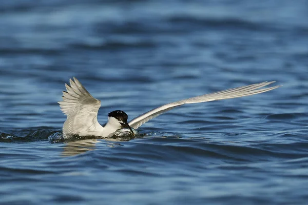 Sandwich Tern Its Natural Habitat Denmark — Stock Photo, Image