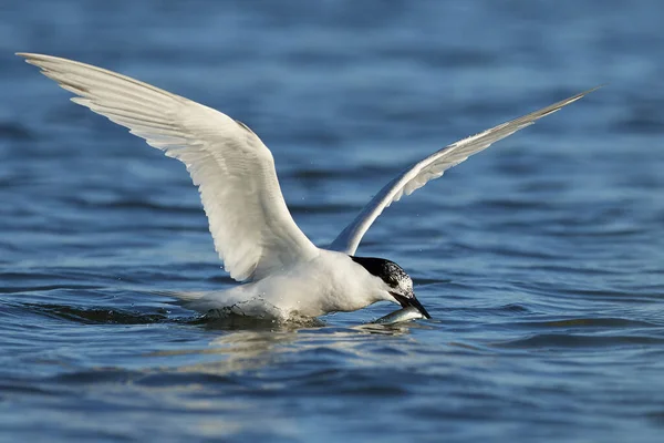 Tern Sanduíche Seu Habitat Natural Dinamarca — Fotografia de Stock