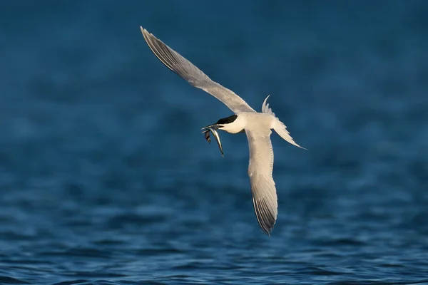 Sandwich Tern Its Natural Enviroment Denmark — Stock Photo, Image