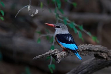 Gri başlı kingfisher doğal tabiatında Senegal içinde