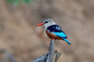 Gri başlı kingfisher doğal tabiatında Senegal içinde